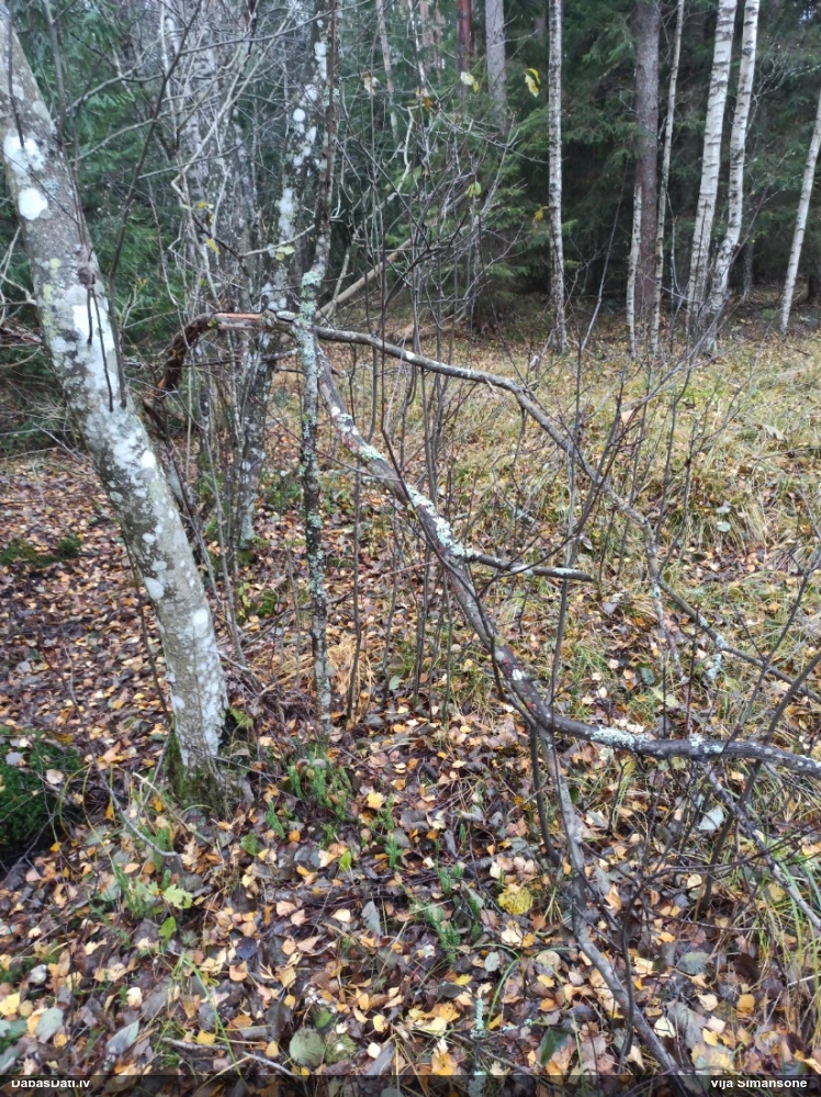Kārklu citīdija