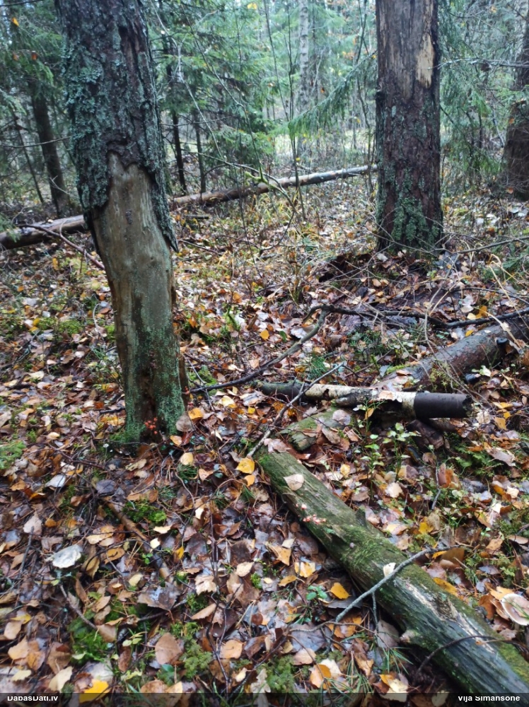 Vilkpienaine (nenoteikta)