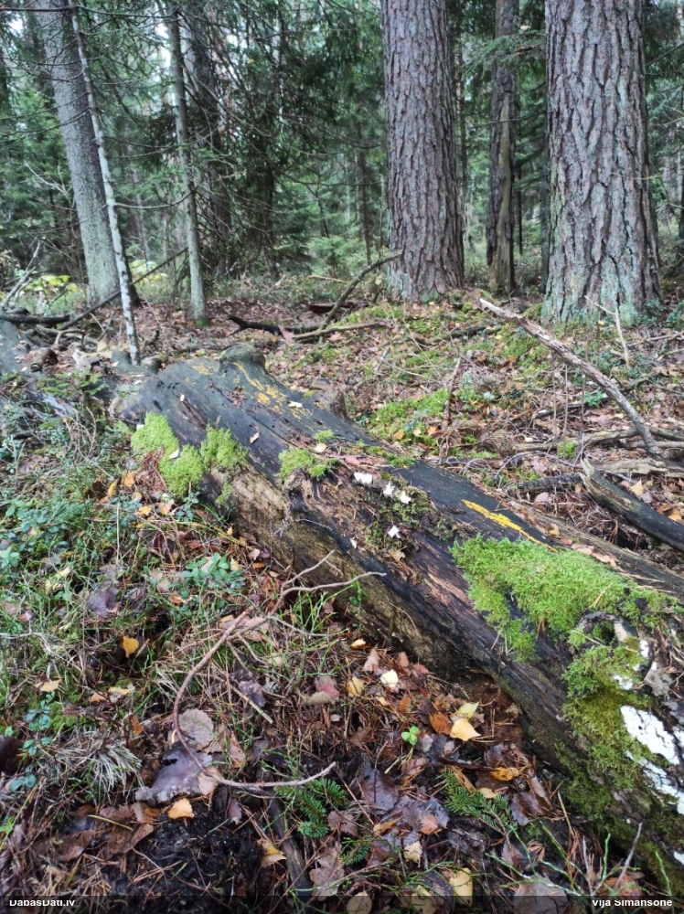 Pumpurīte (nenoteikta)