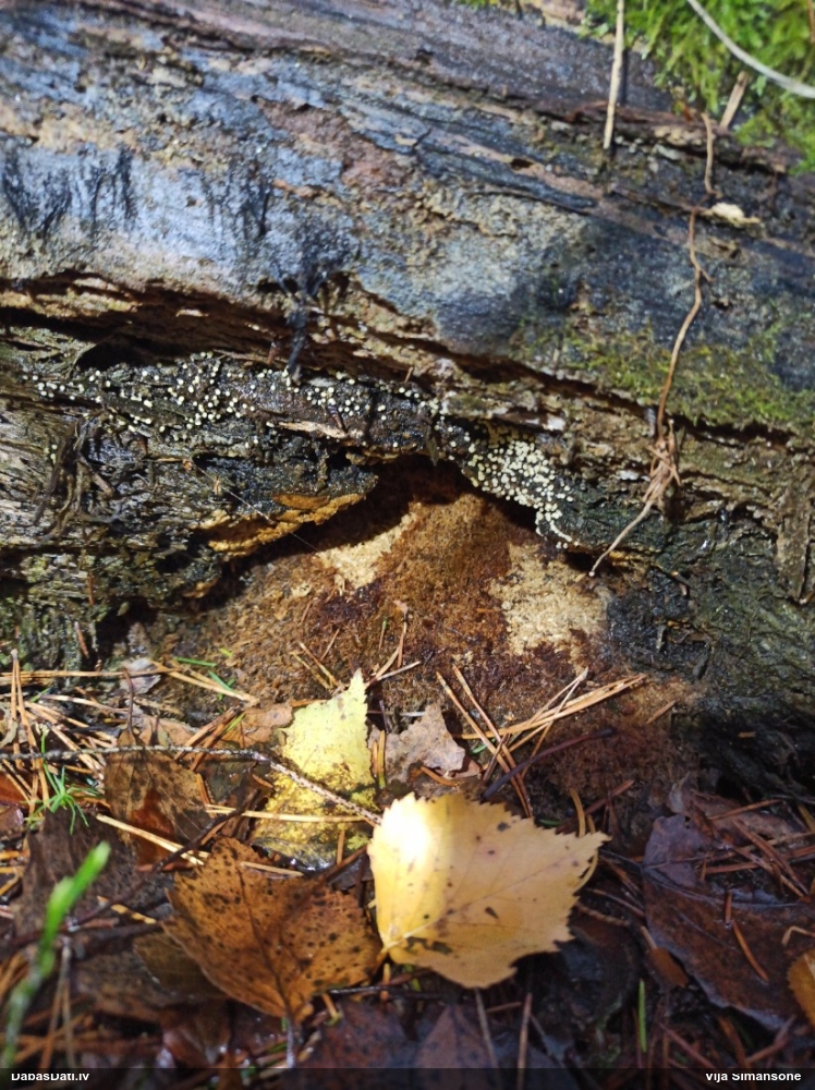 Pumpurīte (nenoteikta)