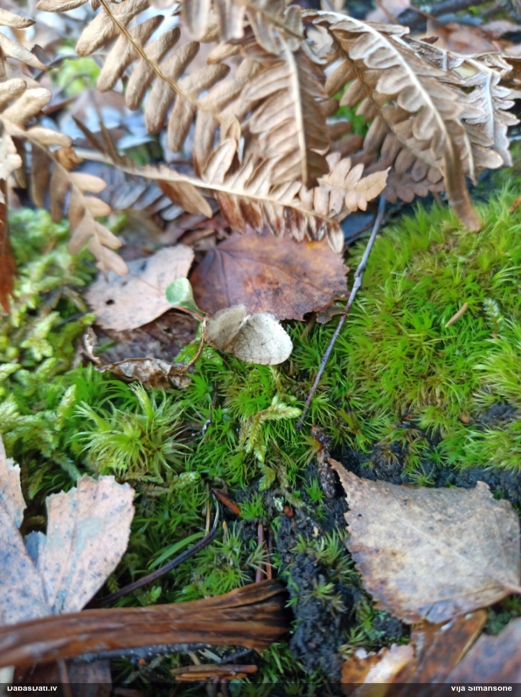 Naktstauriņš (nenoteikts)