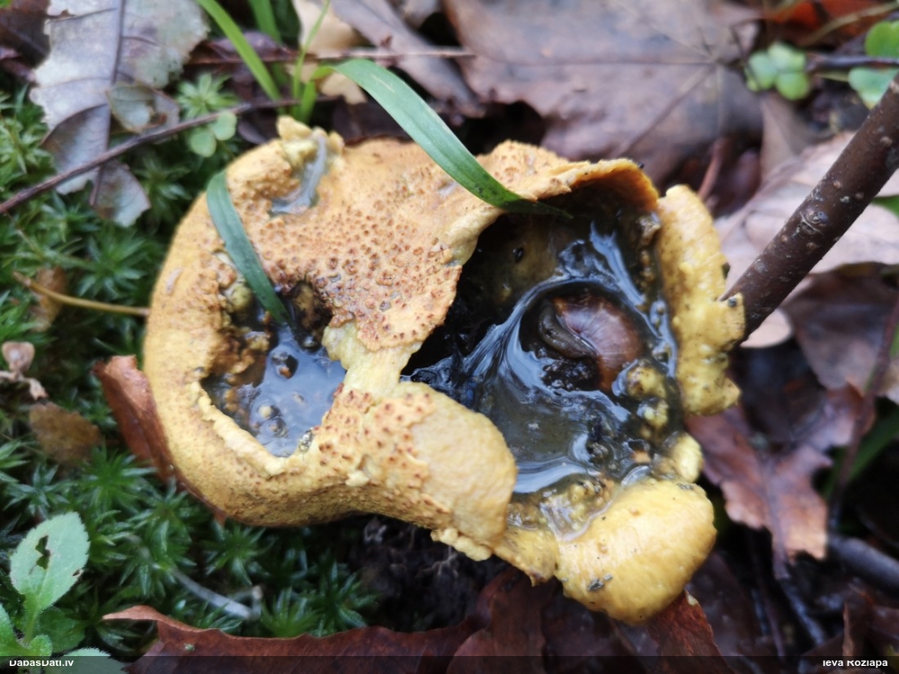 Parastais cietpūpēdis
