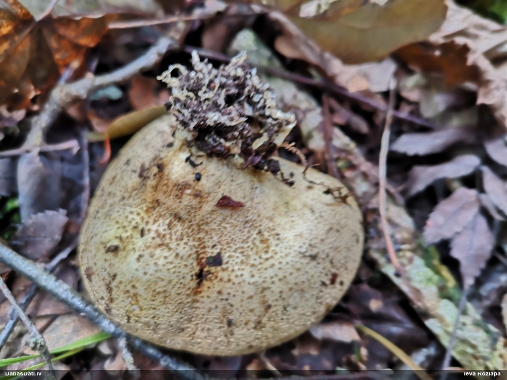 Parastais cietpūpēdis