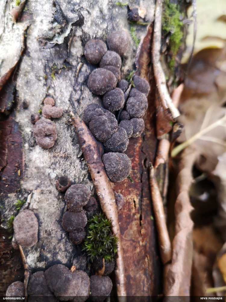 Sēne Hypoxylon fuscum