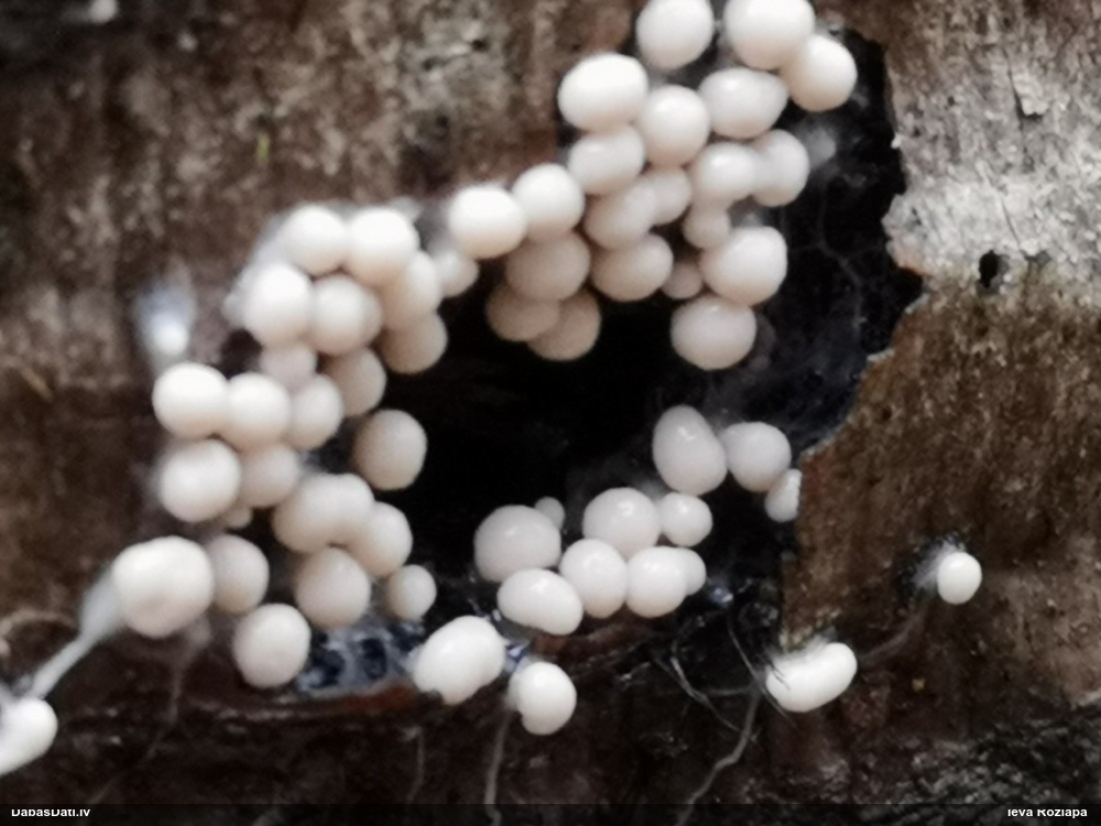 Diderma (nenoteikta)