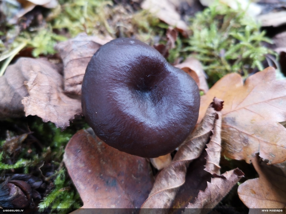 Lapiņsēne (nenoteikta)