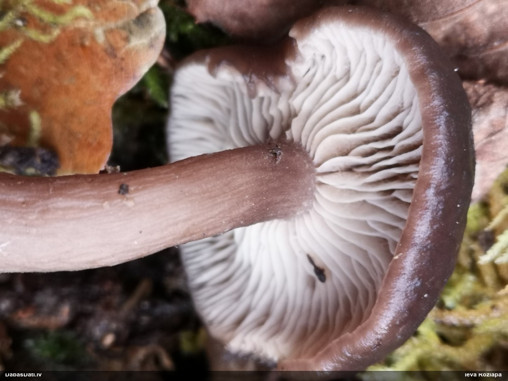 Lapiņsēne (nenoteikta)