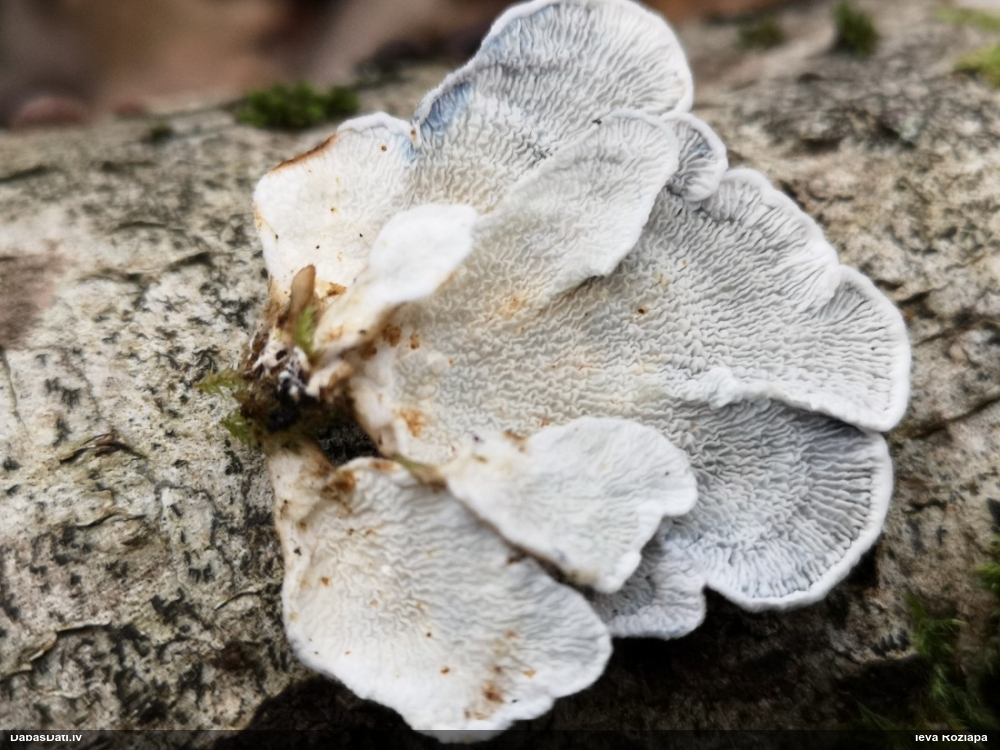 Common Split Gill