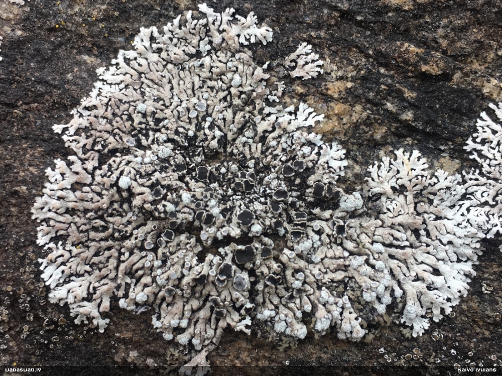 Fiscija Physcia caesia