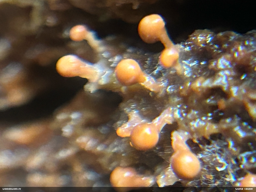 Gļotsēne (nenoteikta)