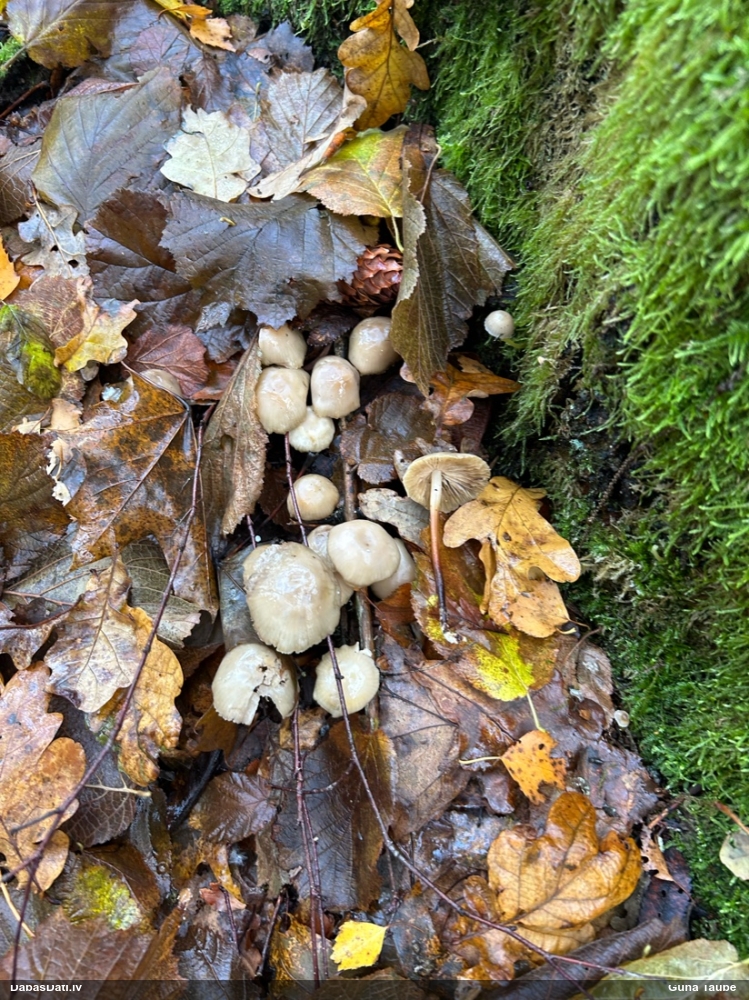 Lapiņsēne (nenoteikta)