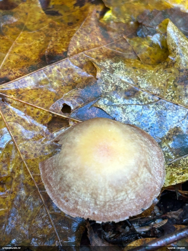 Lapiņsēne (nenoteikta)