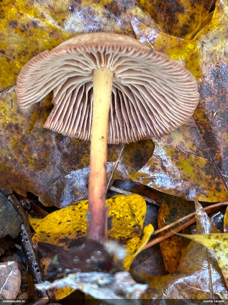 Lapiņsēne (nenoteikta)