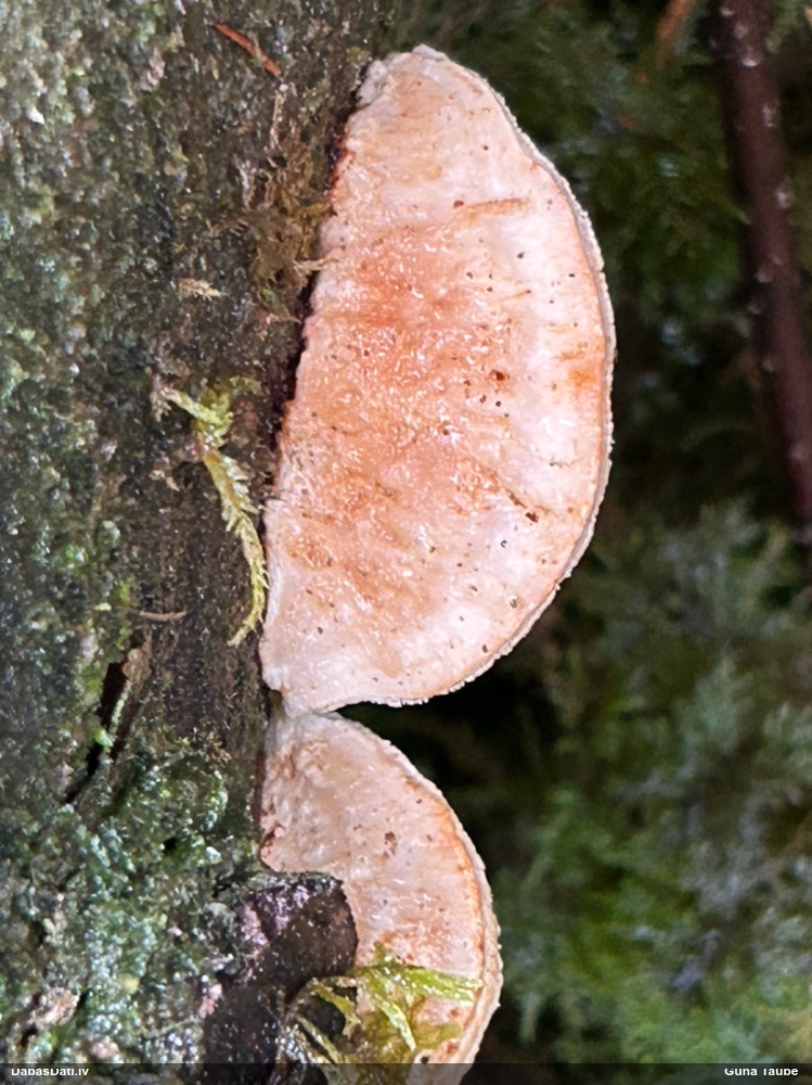 Mainīgā mīkstpiepe