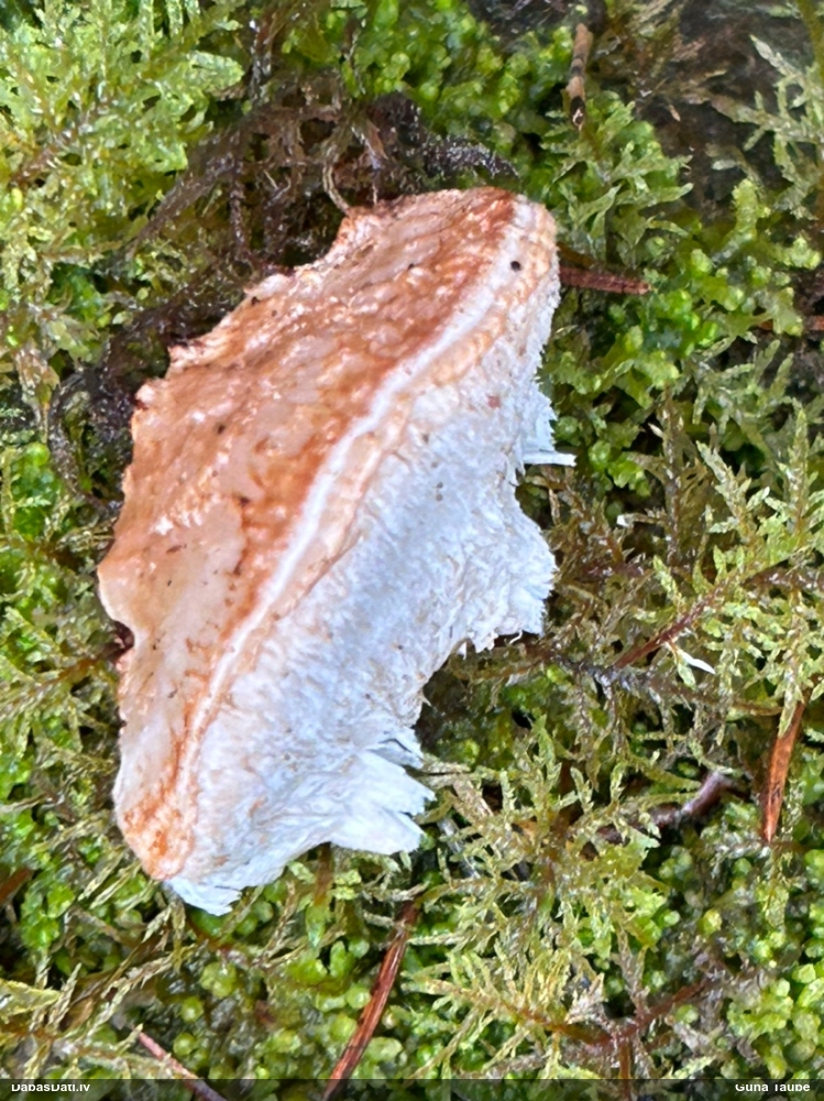 Mainīgā mīkstpiepe