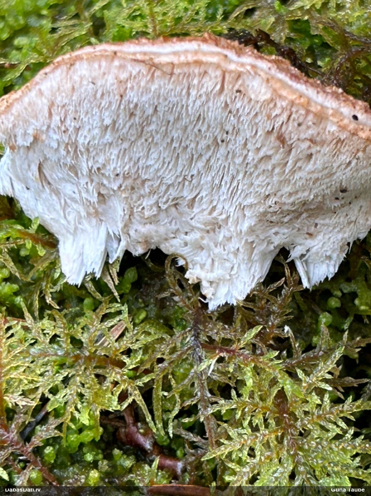 Mainīgā mīkstpiepe