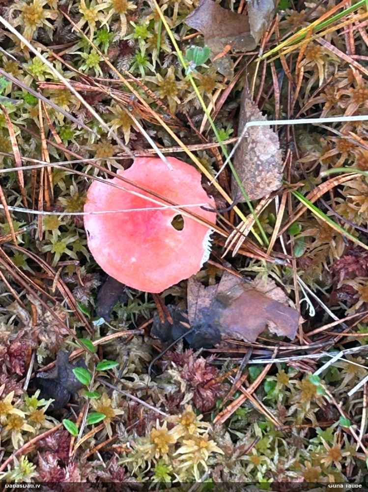 Purva bērzlape