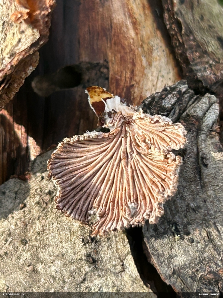Common Split Gill