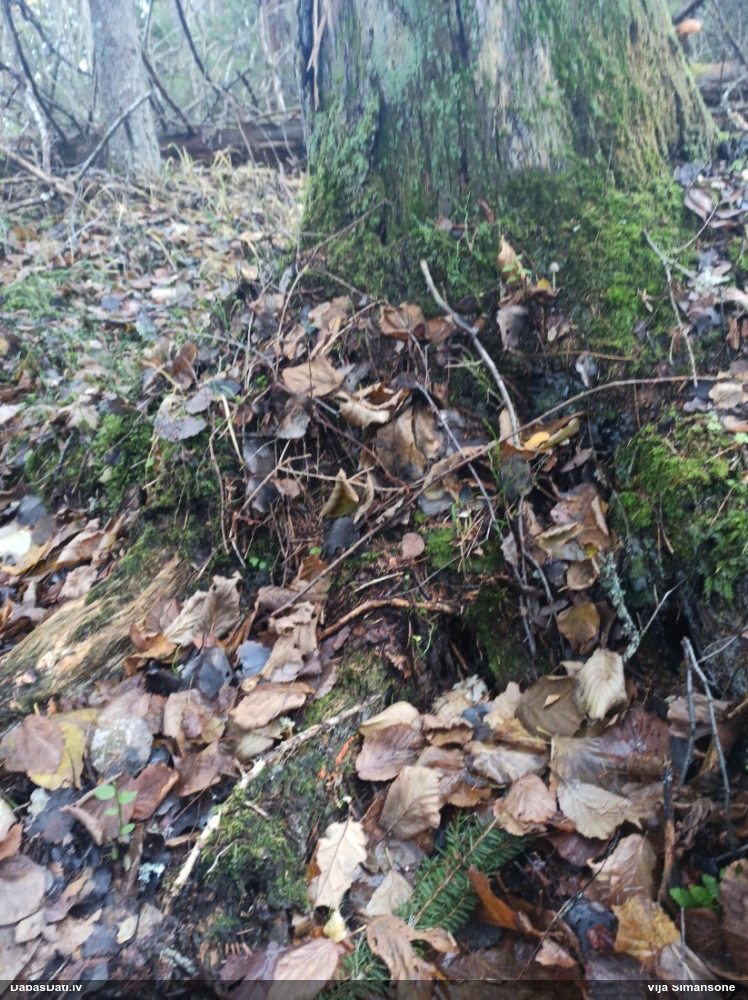Maldinošā kājpilīte (bij. maldinošā trihija)