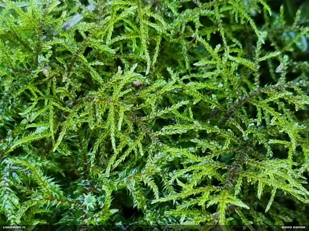 Ēnāja smalkstāvaine