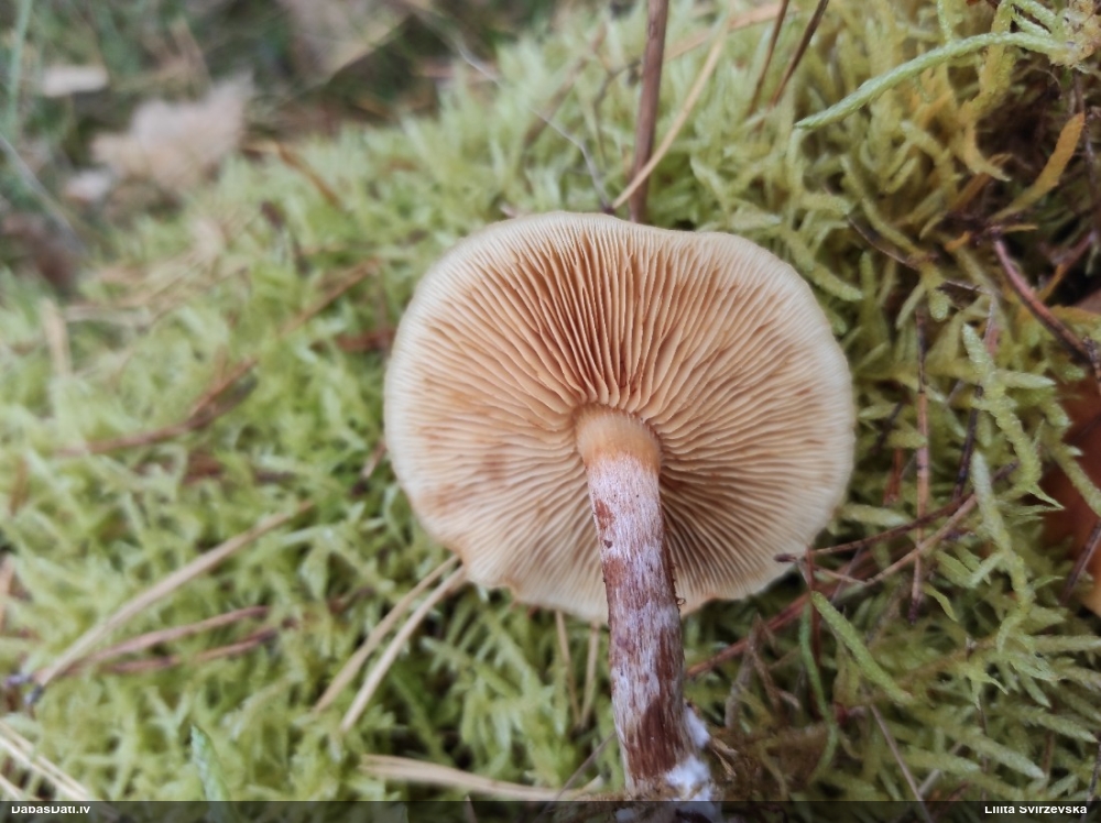 Liesmene Gymnopilus sp.