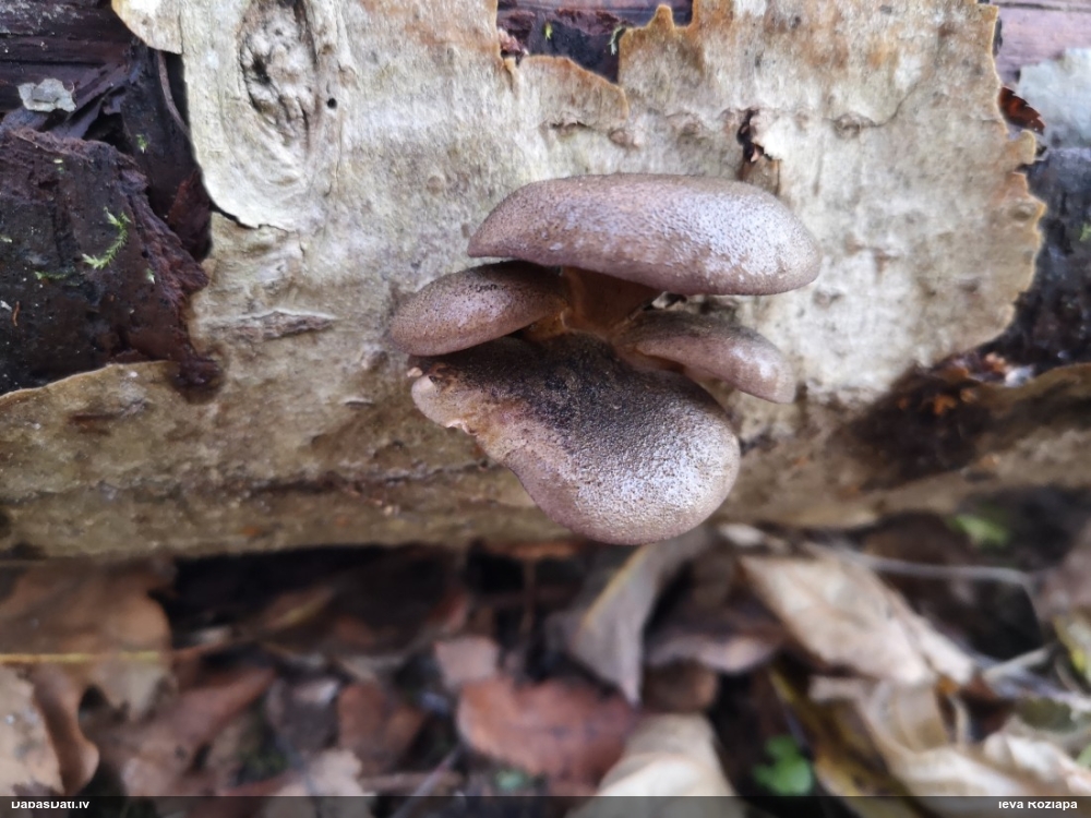 Vēlā pundurkamolene