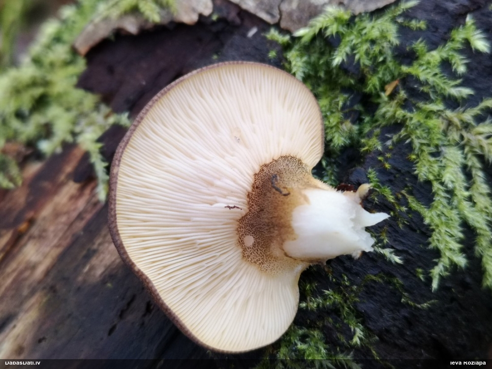 Vēlā pundurkamolene