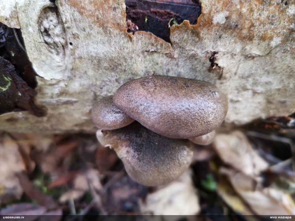 Vēlā pundurkamolene