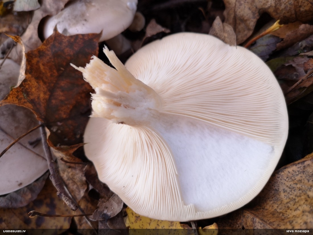 Dūmainā aplocene, piltuvene, liepene