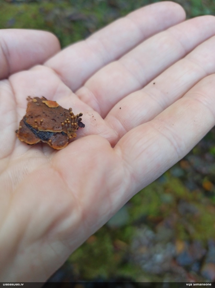 Maldinošā kājpilīte (bij. maldinošā trihija)