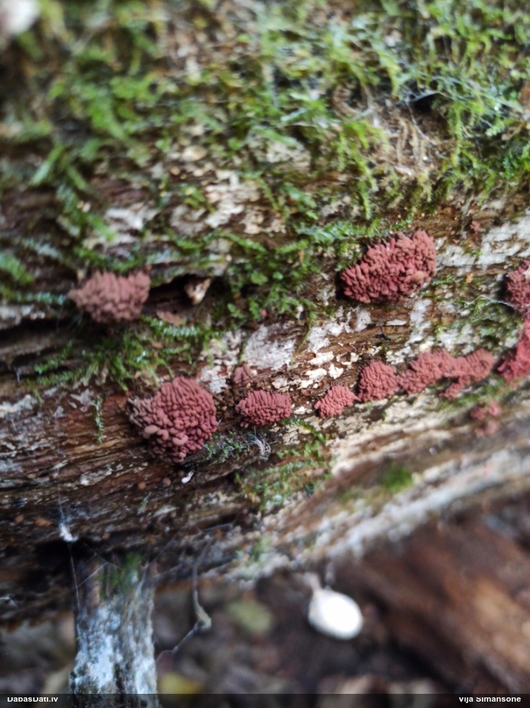 Ersteda (maltāsgaļas) sprodzīte