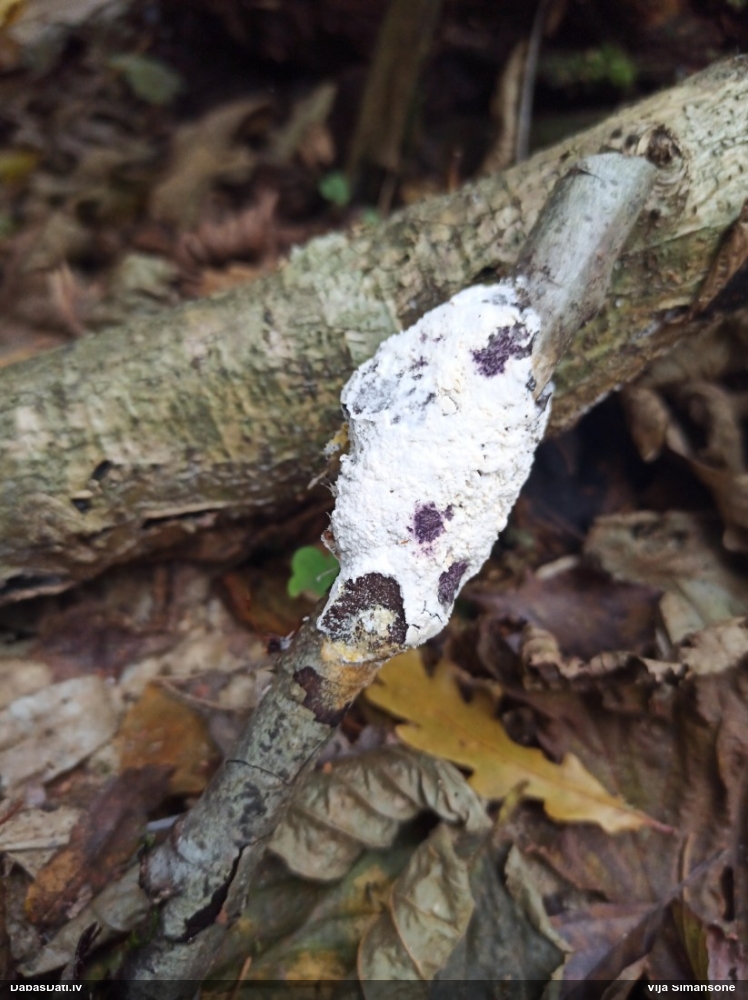 Parastais ragansviests (neprecizēta varietāte)