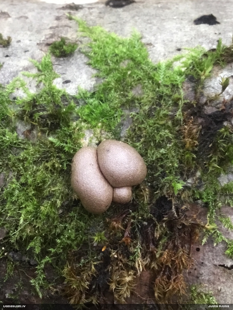 Vilkpienaine (nenoteikta)
