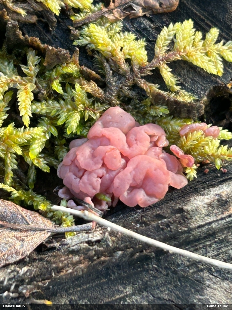 Krokainā purpurlāsene