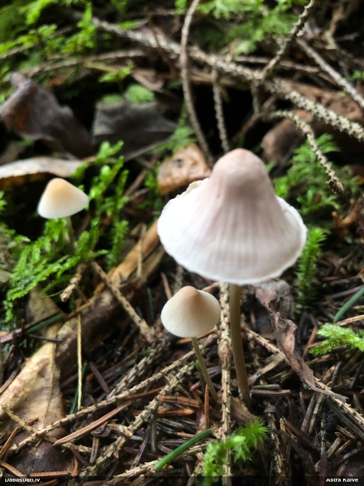 Sēntiņa (nenoteikta)