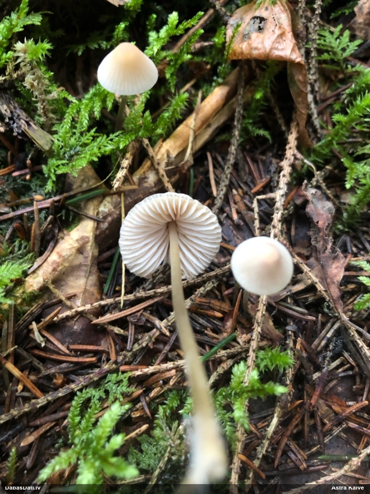 Sēntiņa (nenoteikta)