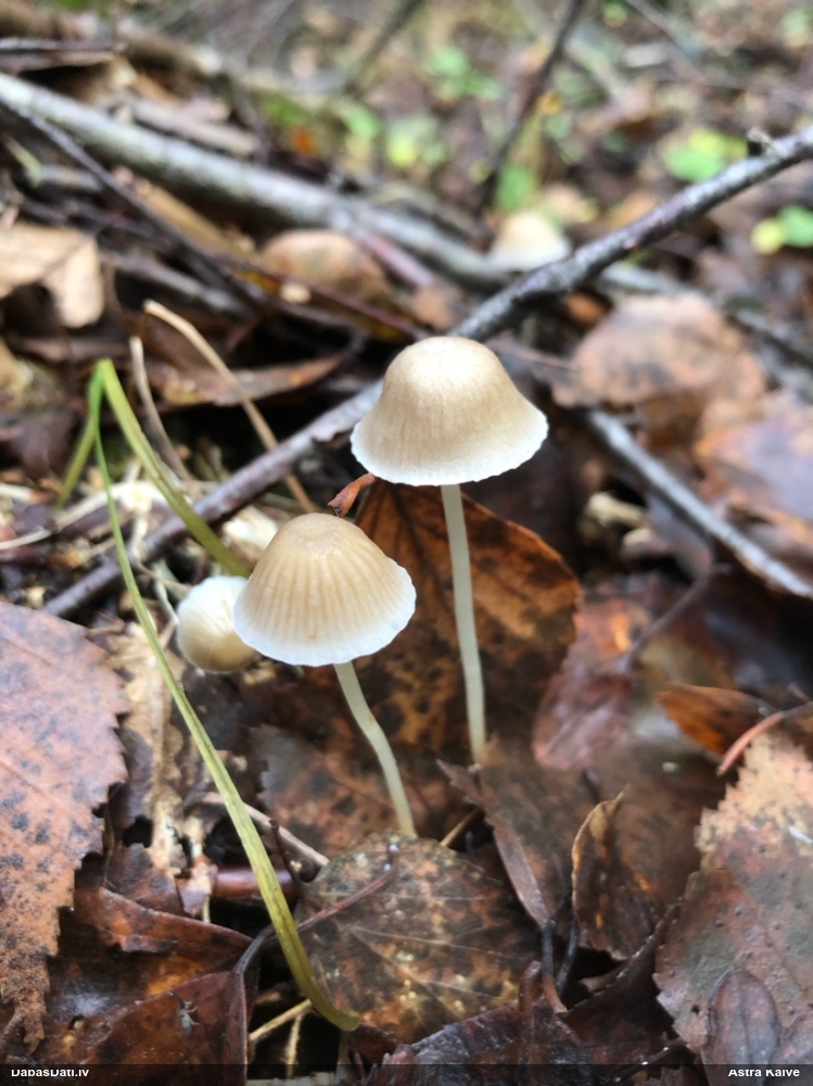 Sēntiņa (nenoteikta)