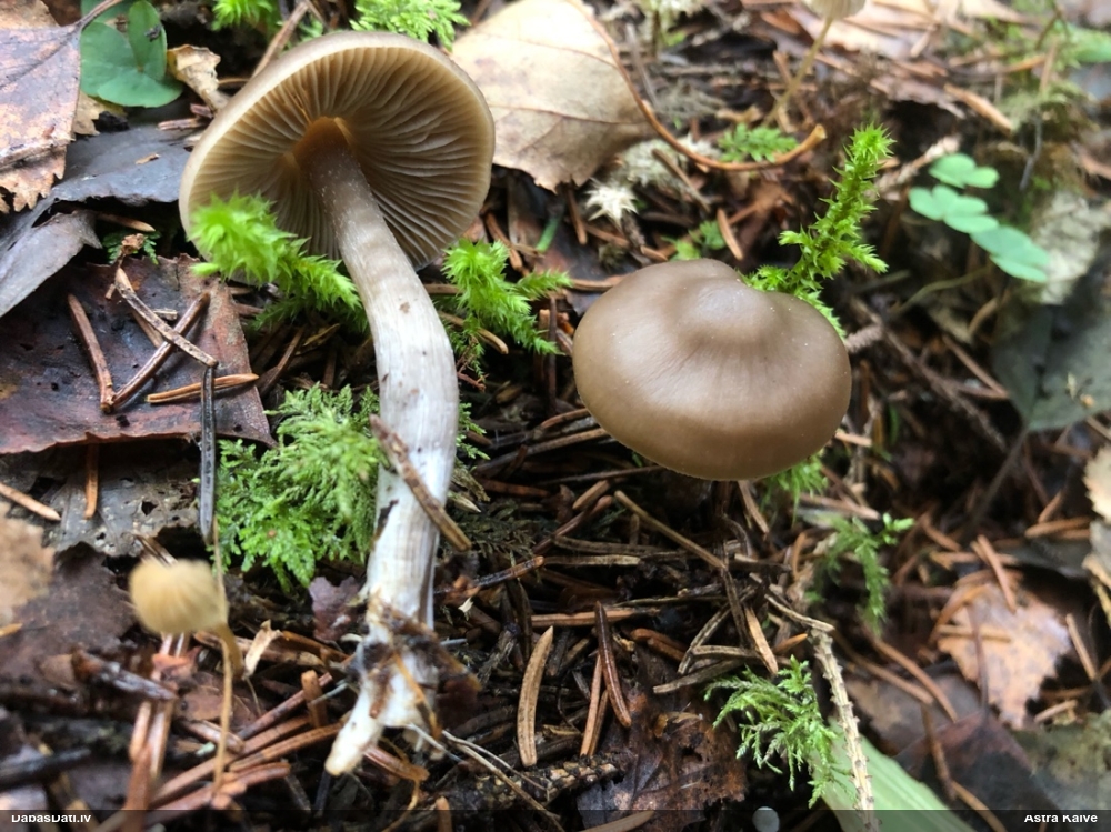 Tīmeklene Cortinarius sp.