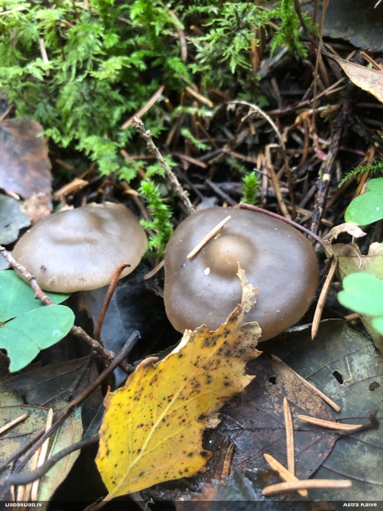 Tīmeklene Cortinarius sp.