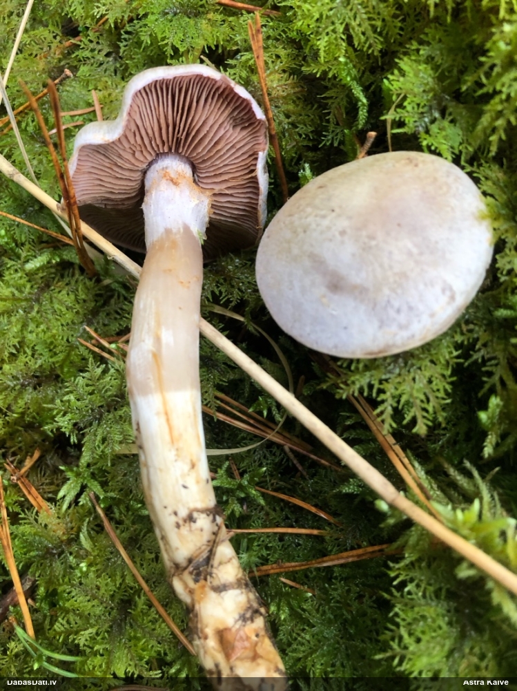 Tīmeklene Cortinarius sp.