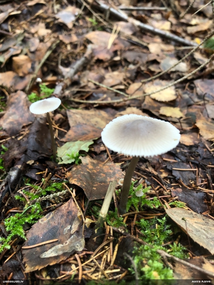 Sēntiņa (nenoteikta)