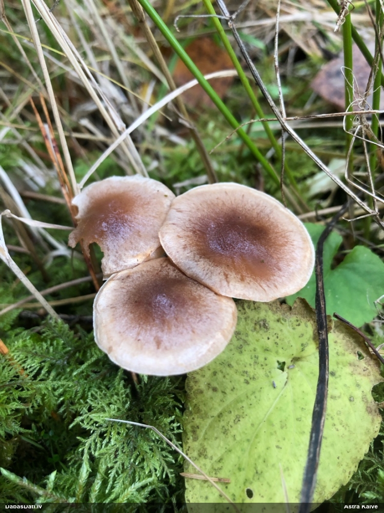 Brūnvidus bārkstmale