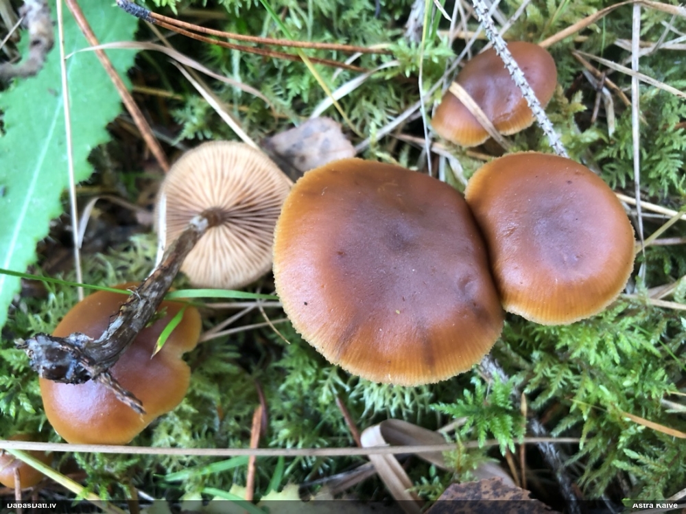 Tīmeklene Cortinarius sp.