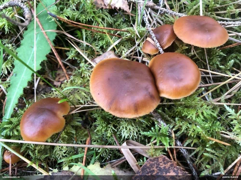 Tīmeklene Cortinarius sp.