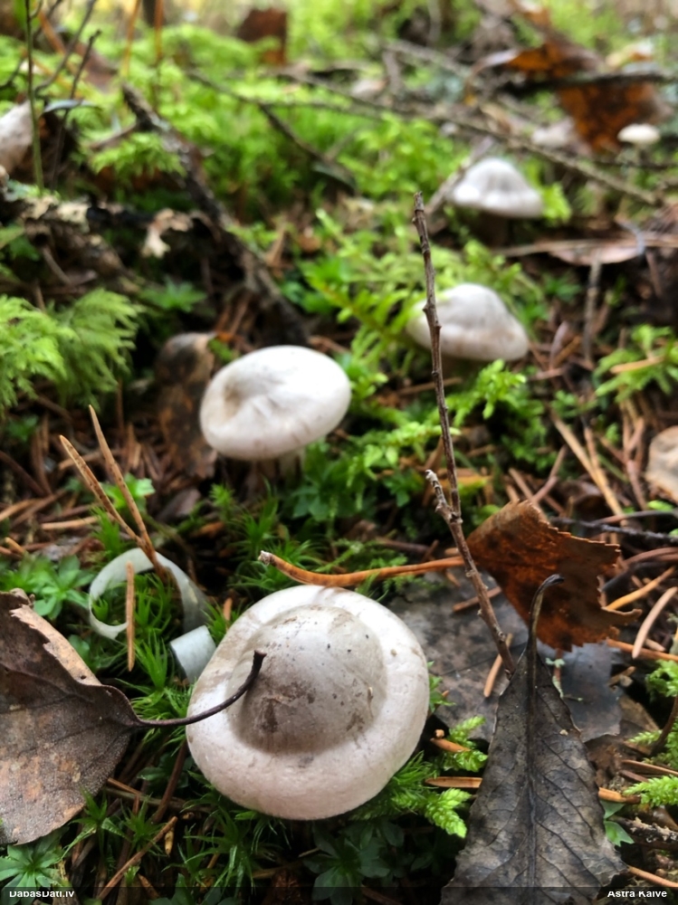 Gliemezene (nenoteikta)