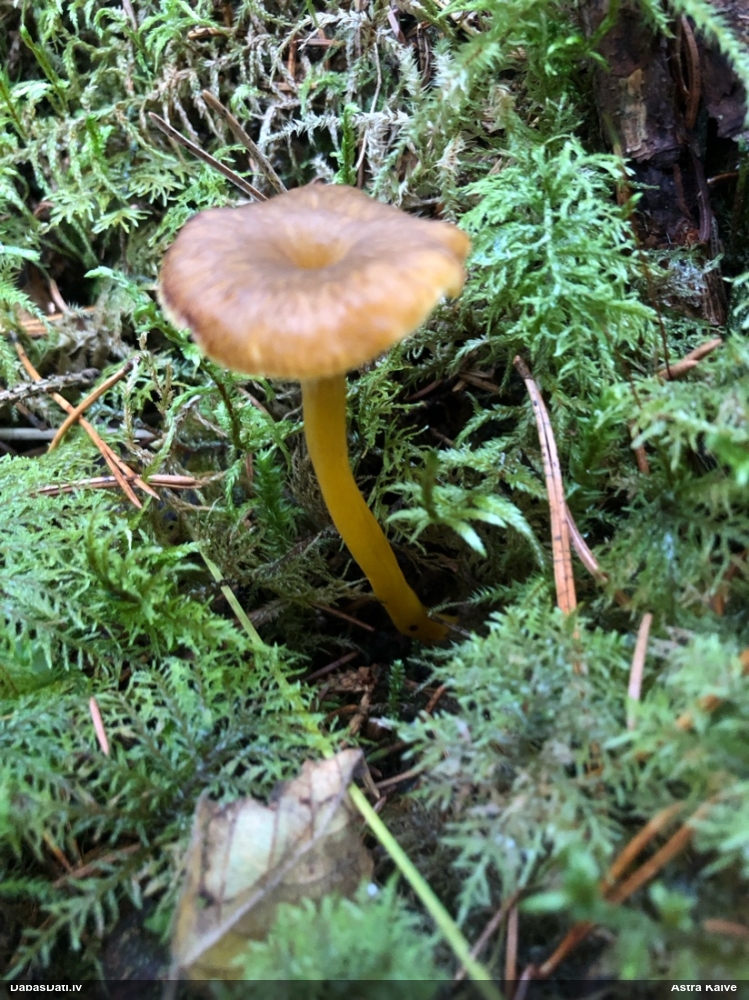 Sekstainā gailene