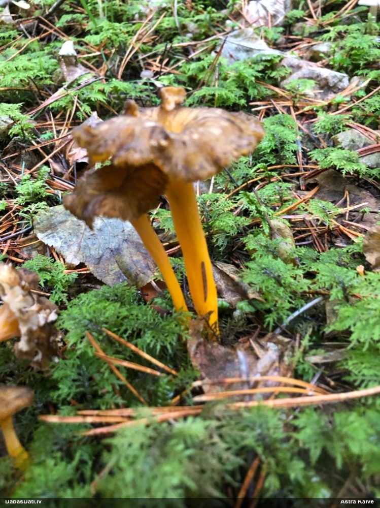 Zeltkāta gailene
