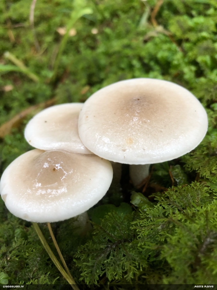 Gliemezene (nenoteikta)