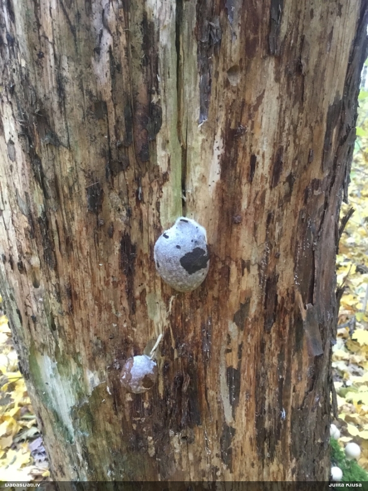 Neīstais pūpēdis, parastais gļotpūpēdis