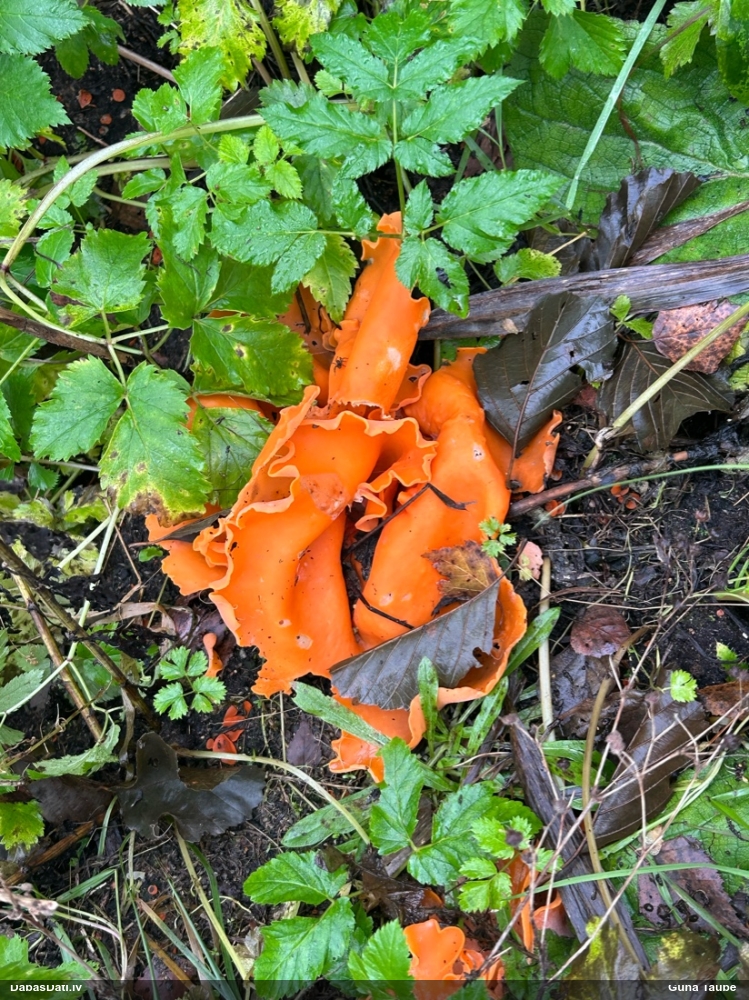 Zeltainā aleirija (oranžā spulgaine)